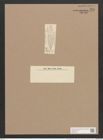 Navicula subimpressa Grun. (de-Toni-Nr.: Genus 1, Species 302) Zeichnungen Sammlung Grunow Nr. 708 (NHMW-BOT-W0367087)